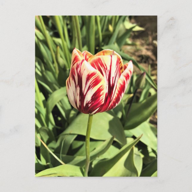 Postal Tulipán rojo y blanco (Anverso)