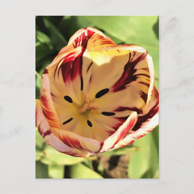 Postal Tulipán rojo y blanco interno (Anverso)