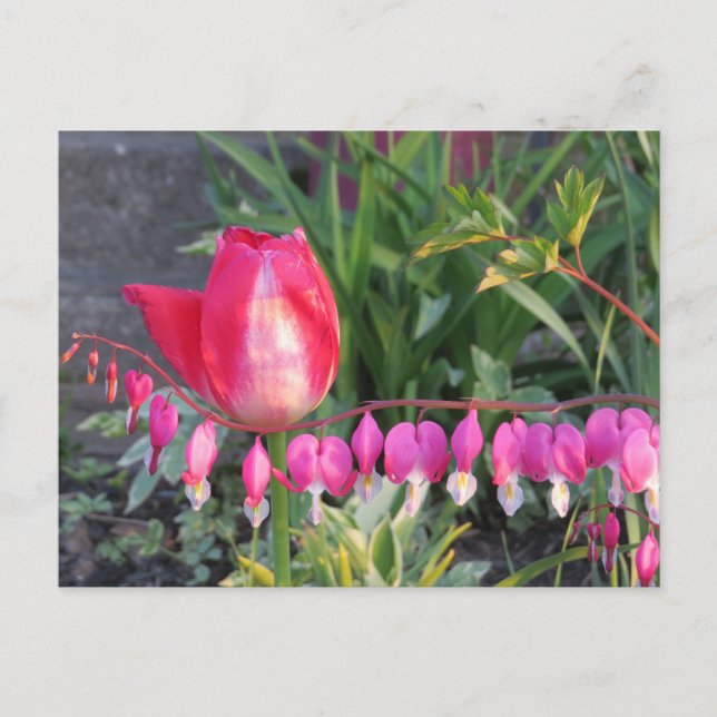 Postal Tulipán Rojo Y Flores Cardíacas Sangrantes Rosa (Anverso)