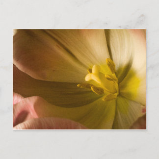 Postal Tulipán Rosa