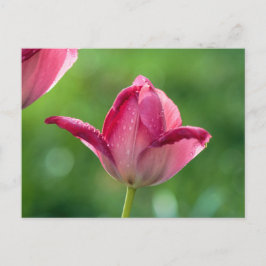 Postal Tulipán rosa en el rocío matutino