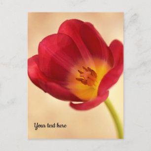 Postal Tulipán Rosa Único