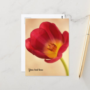 Postal Tulipán Rosa Único