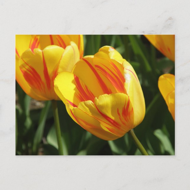Postal Tulipán variado amarillo (Anverso)
