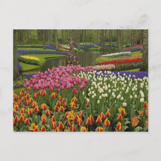 Postal Tulipán y jardín de jacinto, jardines Keukenhof, (Anverso)
