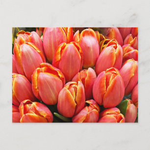 Postal Tulipanes