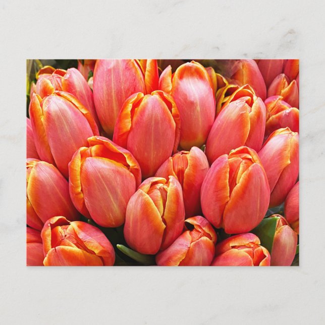 Postal Tulipanes (Anverso)