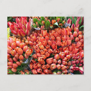 Postal Tulipanes