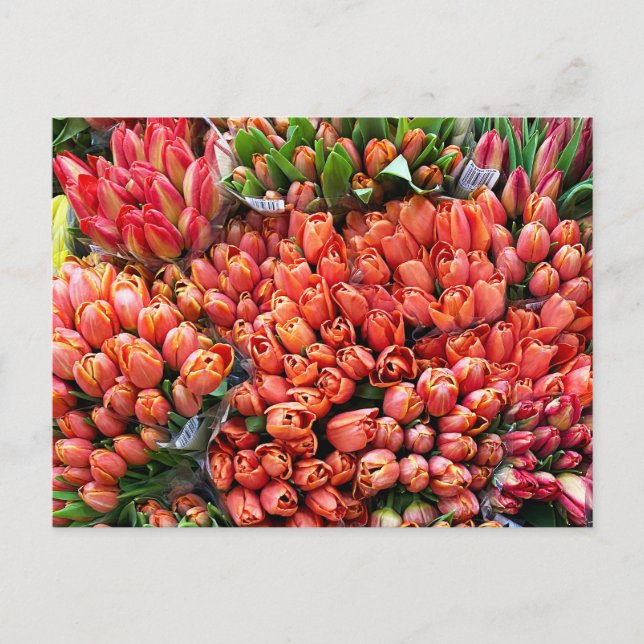 Postal Tulipanes (Anverso)