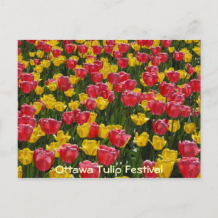 Postal Tulipanes.