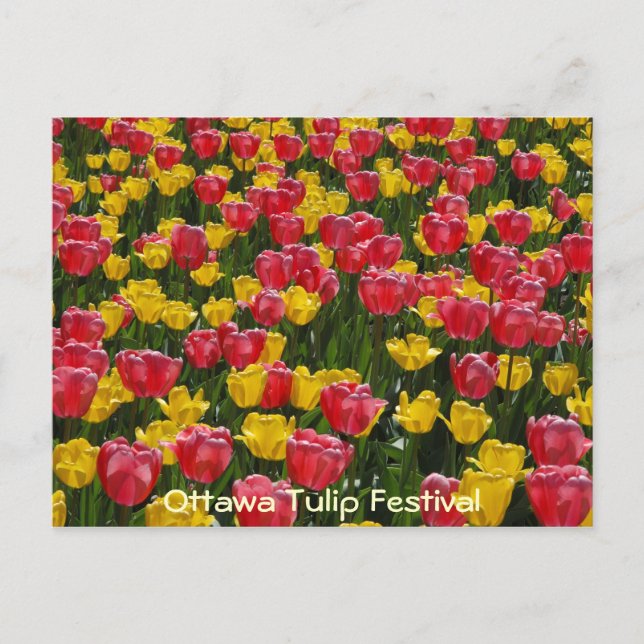 Postal Tulipanes. (Anverso)