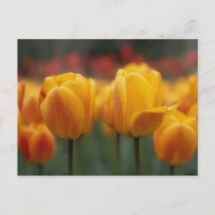 Postal Tulipanes 2