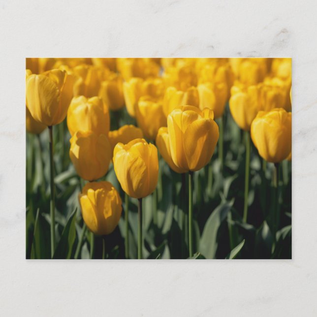 Postal Tulipanes 3 (Anverso)