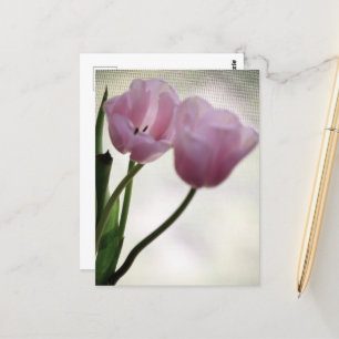 Postal Tulipanes 3265