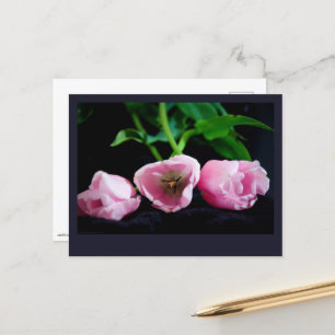 Postal Tulipanes 3273