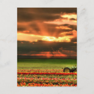 Postal Tulipanes Al Atardecer