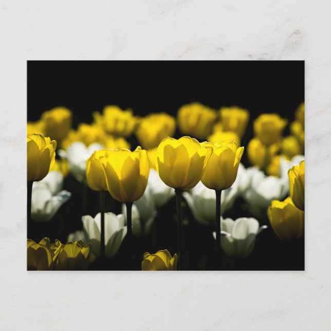 Postal Tulipanes Amarillo Y Blanco (Anverso)