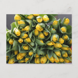 Postal tulipanes amarillos