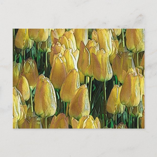 Postal Tulipanes amarillos brillantes (Anverso)