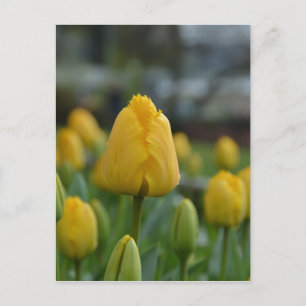 Postal Tulipanes amarillos en el campo