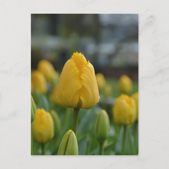 Postal Tulipanes amarillos en el campo (Anverso)