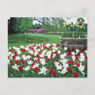 Postal Tulipanes amarillos rojos y blancos, flores Kew Ga