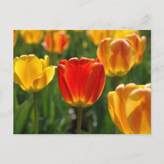 Postal Tulipanes amarillos, tulipanes Naranjas (Anverso)