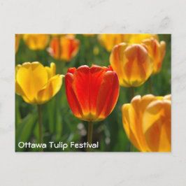 Postal Tulipanes amarillos, tulipanes Naranjas