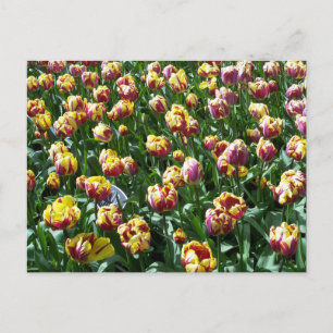 Postal Tulipanes amarillos y morados