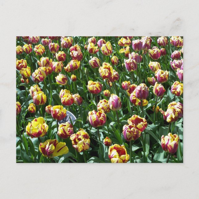 Postal Tulipanes amarillos y morados (Anverso)