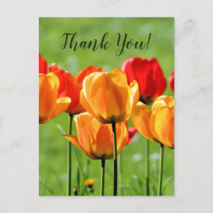 Postal Tulipanes Amarillos y Rojos