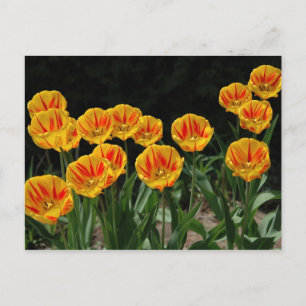 Postal Tulipanes amarillos y rojos
