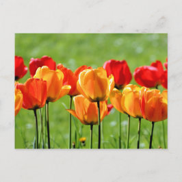 Postal Tulipanes Amarillos Y Rojos