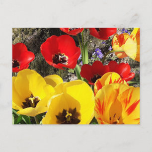 Postal Tulipanes amarillos y rojos