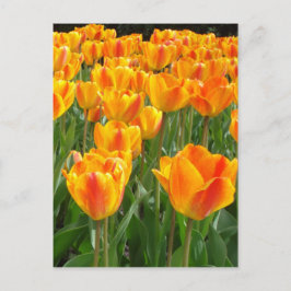 Postal Tulipanes anaranjados