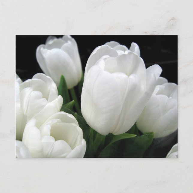 Postal Tulipanes blancos (Anverso)