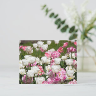 Postal Tulipanes blancos brillantes y rosados en un día s