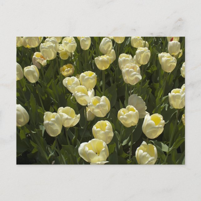 Postal Tulipanes blancos en los jardines de Boston (Anverso)