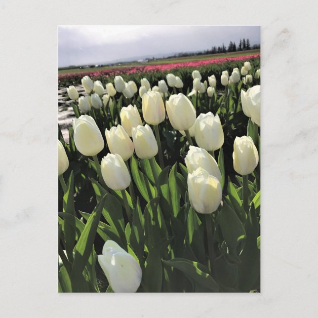 Postal Tulipanes blancos en un campo, Oregón (Anverso)