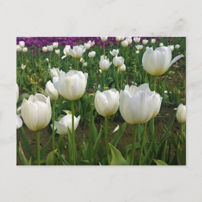 Postal Tulipanes blancos en un campo, Oregón (Anverso)