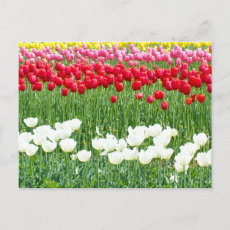 Postal Tulipanes blancos, rojos y amarillos