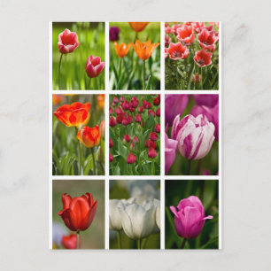 Postal Tulipanes coloridos