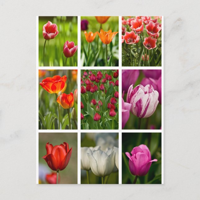 Postal Tulipanes coloridos (Anverso)