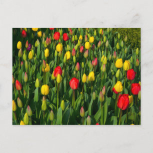 Postal Tulipanes Coloridos