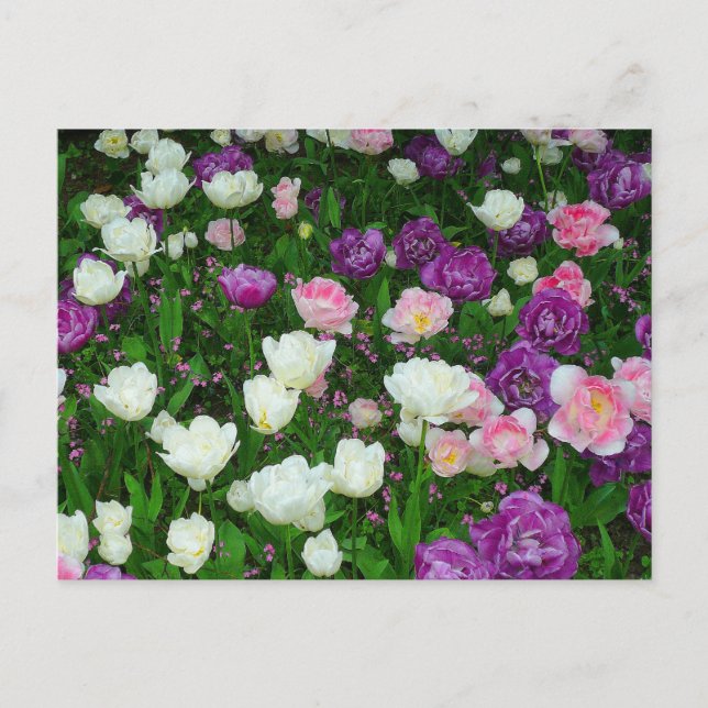 Postal Tulipanes coloridos (Anverso)