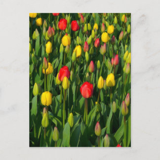 Postal Tulipanes coloridos