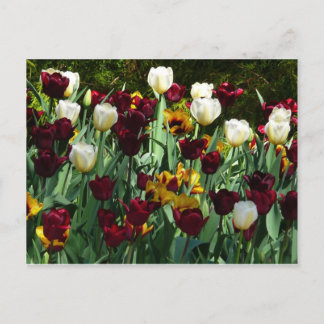 Postal Tulipanes coloridos de color marrón y amarillo