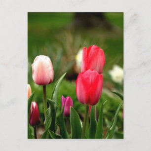 Postal Tulipanes Coloridos Elegantes
