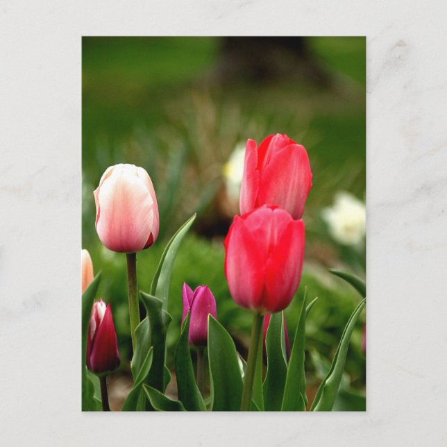 Postal Tulipanes Coloridos Elegantes (Anverso)