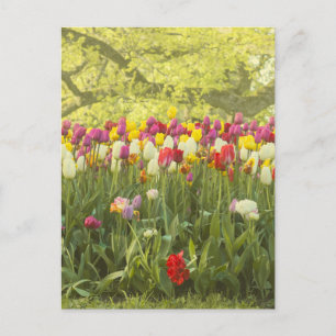 Postal Tulipanes coloridos en un parque
